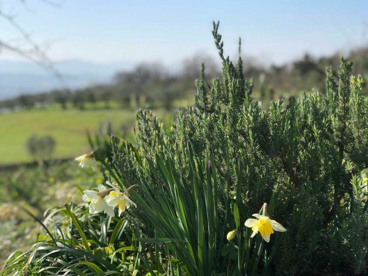 Agriturismo Casallario Volterra Dış mekan fotoğraf